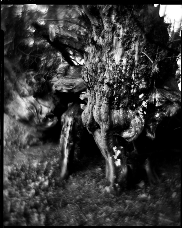 ancient-yew_-2