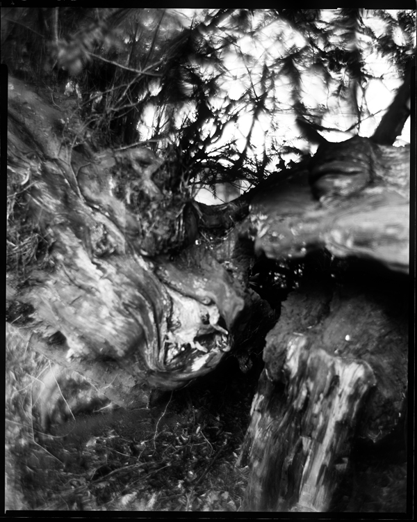 ancient-yew_